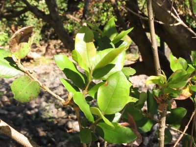 Myrceugenia exsucca, photographed by Nicolás Lavandero