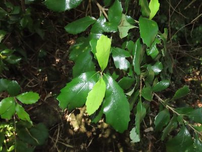 Lomatia dentata, photographed by Nicolás Lavandero