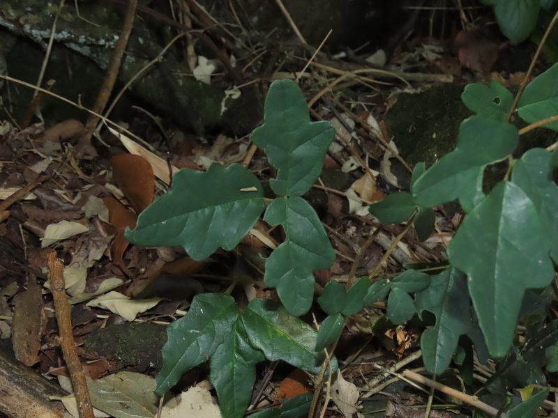 Boquila trifoliolata, photographed by Nicolás Lavandero