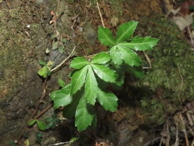 Clematicissus striata, photographed by Nicolás Lavandero