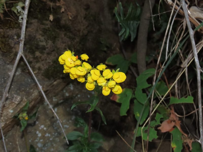 Calceolaria dentata, photographed by Nicolás Lavandero