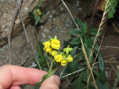 Calceolaria dentata, photographed by Nicolás Lavandero