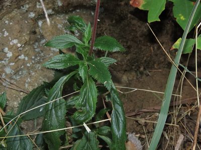Calceolaria dentata, photographed by Nicolás Lavandero