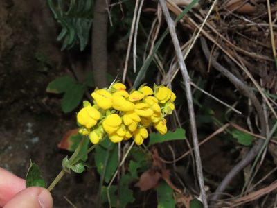 Calceolaria dentata, photographed by Nicolás Lavandero