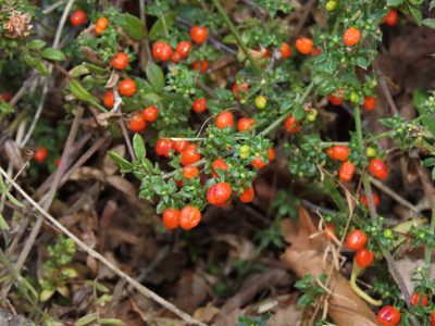 Galium hypocarpium, photographed by Nicolás Lavandero