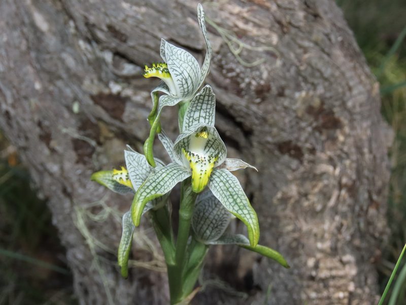 Chloraea magellanica, photographed by Nicolás Lavandero