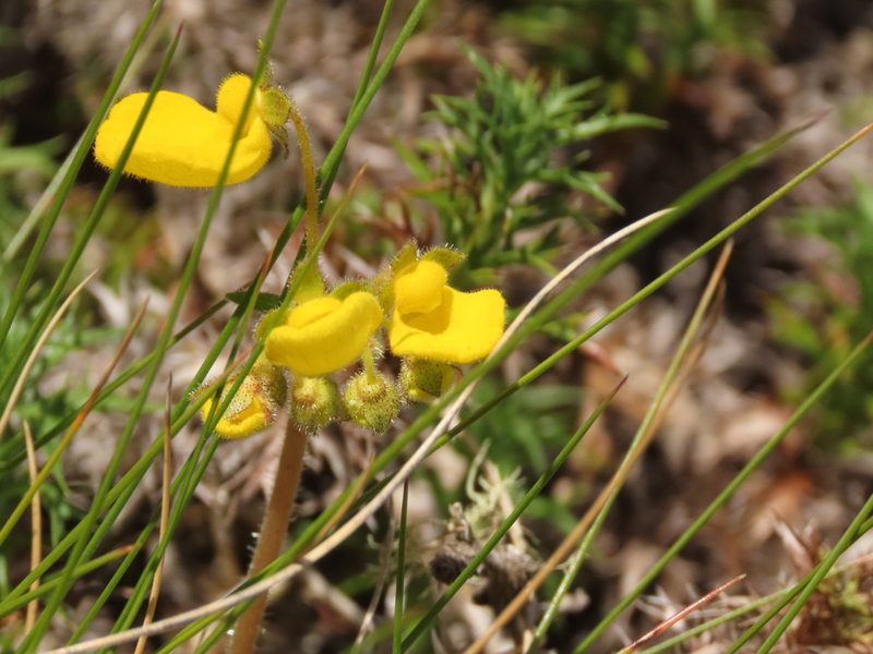 Calceolaria valdiviana, photographed by Nicolás Lavandero