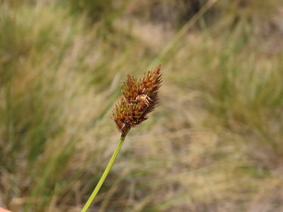 Carex macloviana, photographed by Nicolás Lavandero