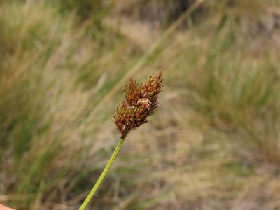 Carex macloviana