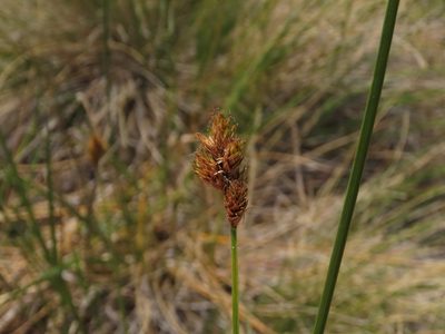 Carex macloviana, photographed by Nicolás Lavandero