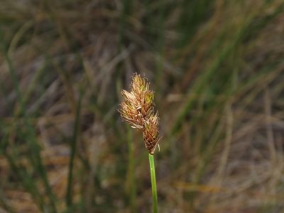 Carex macloviana, photographed by Nicolás Lavandero