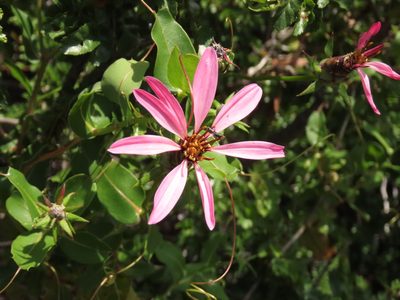 Mutisia spinosa, photographed by Nicolás Lavandero