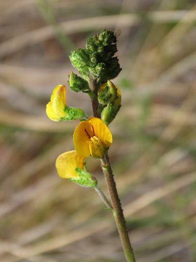 Adesmia emarginata, photographed by Nicolás Lavandero