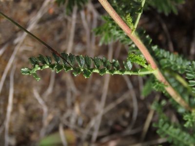 Adesmia emarginata, photographed by Nicolás Lavandero