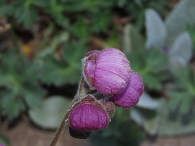 Calceolaria arachnoidea, photographed by Nicolás Lavandero