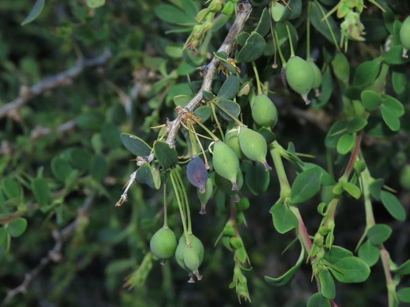 Berberis montana, photographed by Nicolás Lavandero