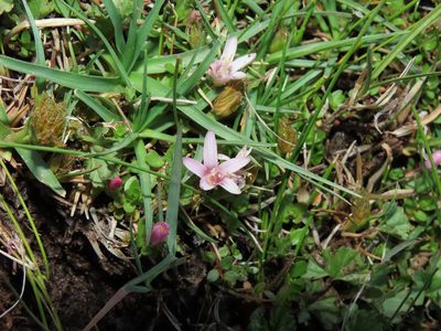 Lysimachia amoena, photographed by Nicolás Lavandero