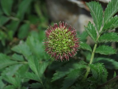 Acaena ovalifolia, photographed by Nicolás Lavandero
