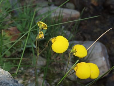 Calceolaria filicaulis, photographed by Nicolás Lavandero