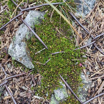 Coprosma atropurpurea, photographed by Jenny Saito