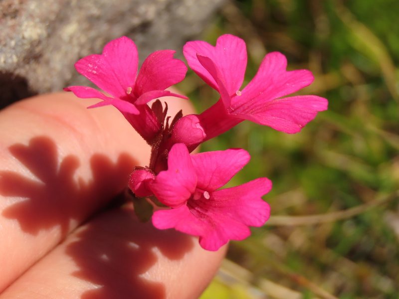 Ourisia alpina, photographed by Nicolás Lavandero