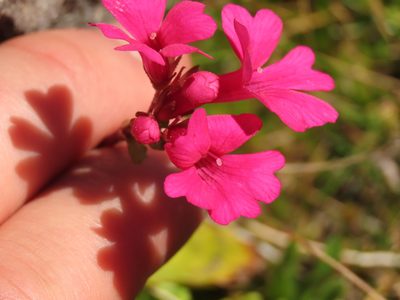 Ourisia alpina, photographed by Nicolás Lavandero