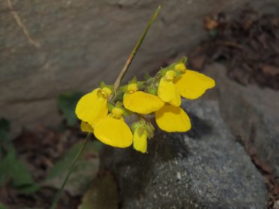 Calceolaria williamsii, photographed by Nicolás Lavandero