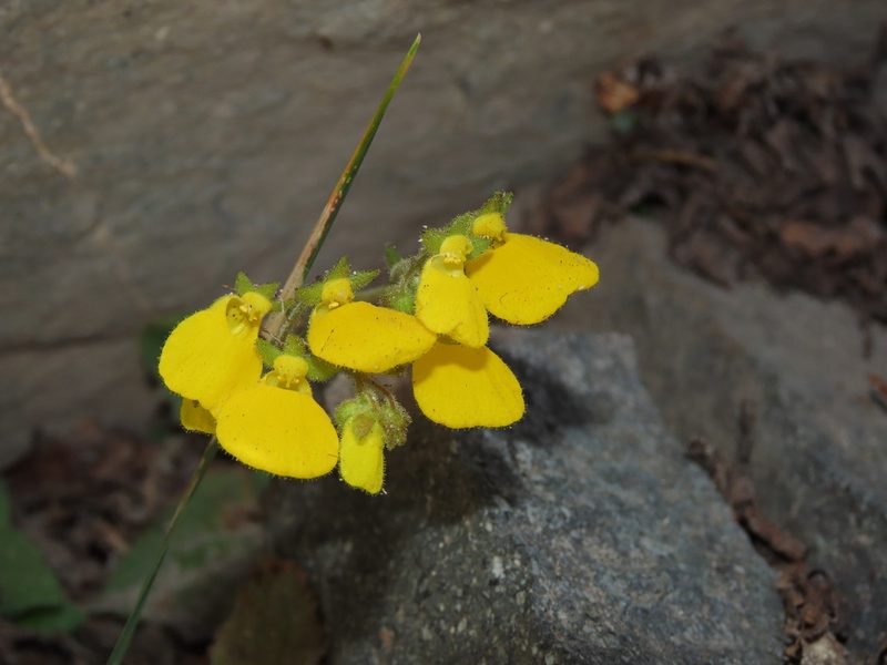 Calceolaria williamsii, photographed by Nicolás Lavandero