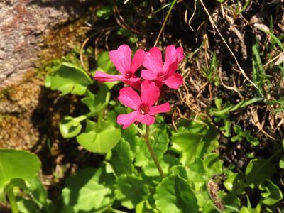 Ourisia alpina, photographed by Nicolás Lavandero