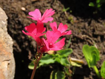 Ourisia alpina, photographed by Nicolás Lavandero