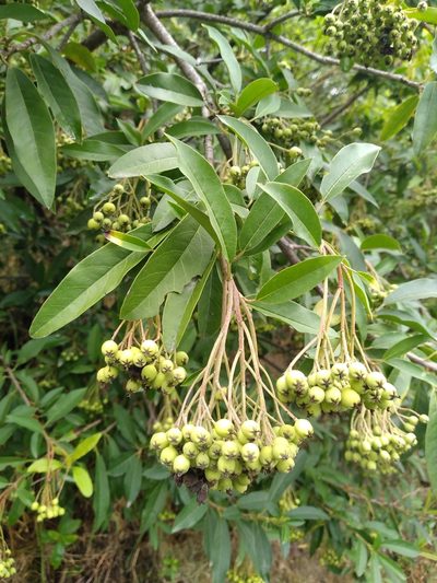 Photinia davidiana, photographed by Leon Perrie