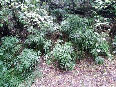 Pteris cretica