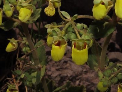 Calceolaria paralia, photographed by Nicolás Lavandero