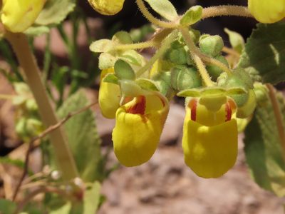 Calceolaria paralia, photographed by Nicolás Lavandero