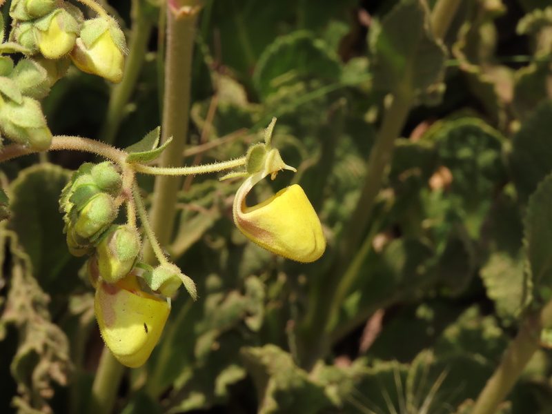 Calceolaria paralia, photographed by Nicolás Lavandero