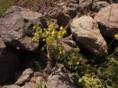 Calceolaria paralia, photographed by Nicolás Lavandero