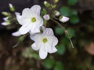 Veronica lyallii, photographed by darmozrac