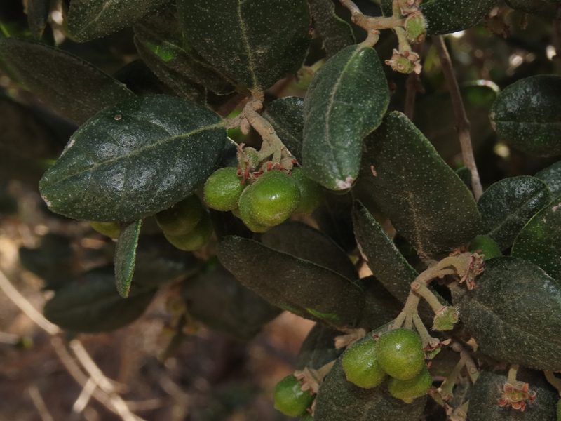 Peumus boldus, photographed by Nicolás Lavandero