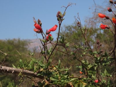 Eccremocarpus scaber, photographed by Nicolás Lavandero