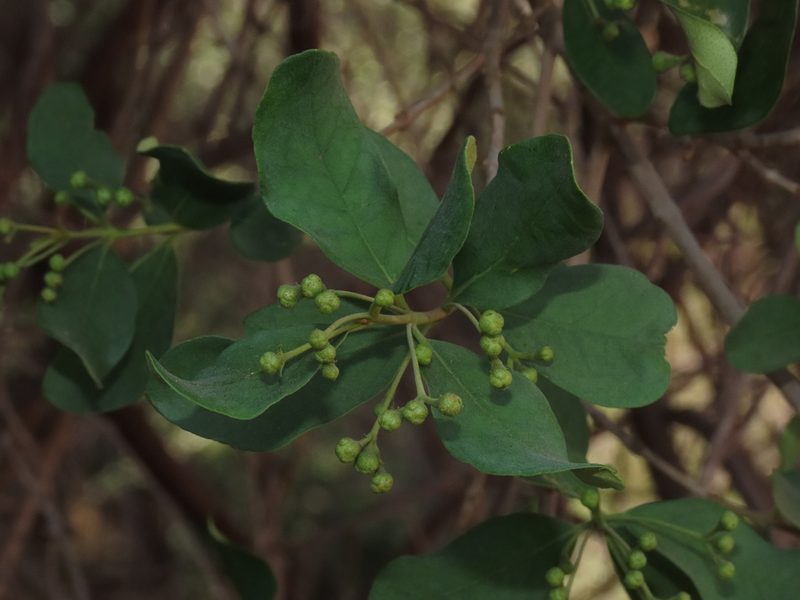 Myrceugenia exsucca, photographed by Nicolás Lavandero