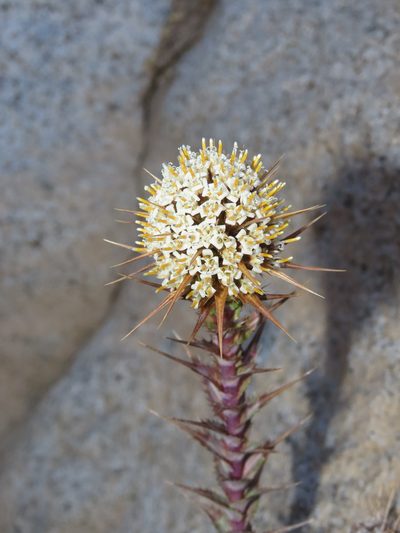 Nassauvia pyramidalis, photographed by Nicolás Lavandero