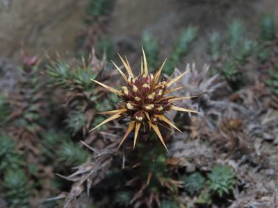 Nassauvia pyramidalis, photographed by Nicolás Lavandero