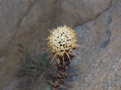 Nassauvia pyramidalis, photographed by Nicolás Lavandero