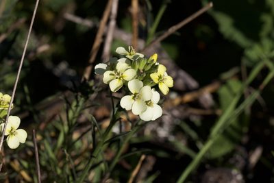 Erysimum franciscanum, photographed by Arvel Hernandez