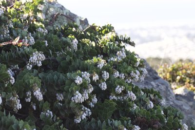 Arctostaphylos imbricata, photographed by Arvel Hernandez