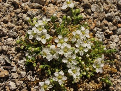 Arenaria digyna