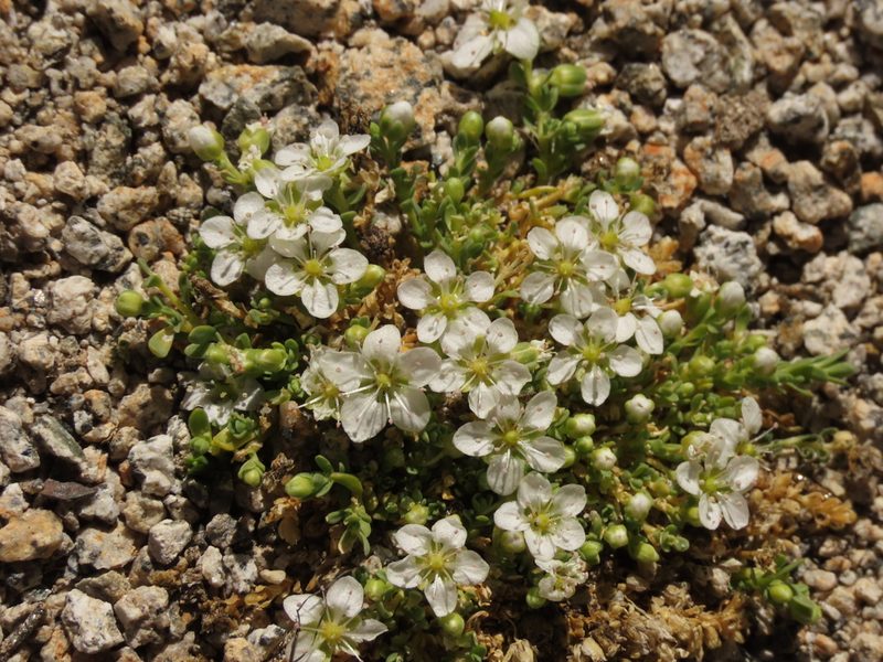 Arenaria digyna, photographed by Nicolás Lavandero