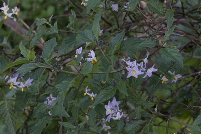 Solanum furcatum, photographed by Arvel Hernandez