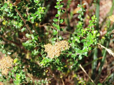 Ozothamnus obcordatus, photographed by Elspeth Swan