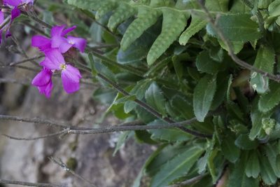 Arabis blepharophylla, photographed by Arvel Hernandez